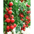 Best Effect Plant Rooting Fertilizer Naa-Na NAA 98%TC